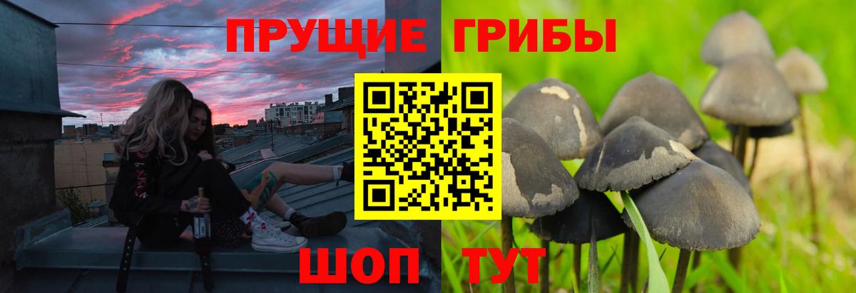Заводоуковск  Галлюциногенные грибы мицелий  Вход с VPN 